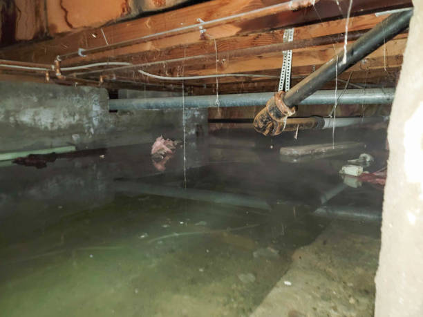 Best Carpet water damage restoration  in Polson, MT